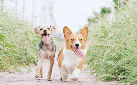 ペット洗浄タブは、ペットの飼い主がペットのアレルギーを管理し、ペットの健康を改善するのにどのように役立ちますか